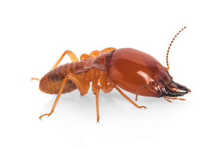 A close up look at a termite