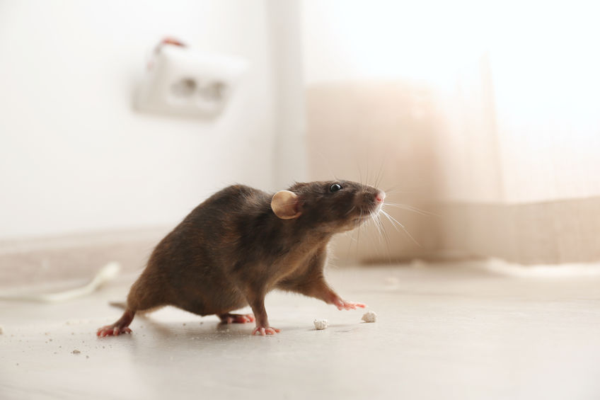 Brown rat on floor indoors.