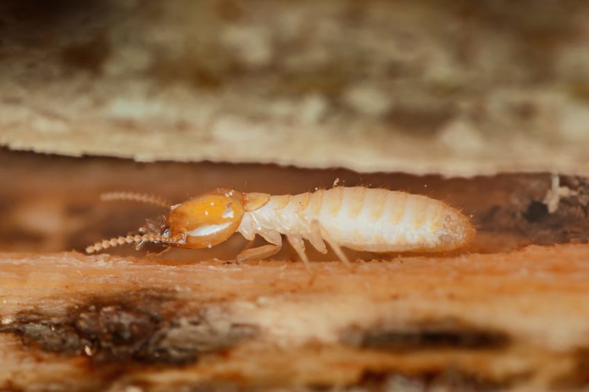 Close up of a termite exploring damaged wood near a home