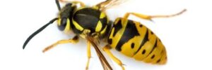 Yellow jacket