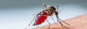Mosquito on arm
