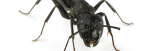 A close up picture of an ant