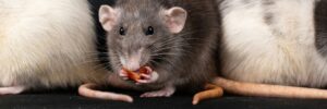Rat